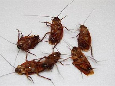 蟑螂應(yīng)該怎么預(yù)防