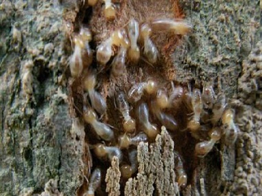 厚街專業(yè)殺白蟻公司教你廚房滅螞蟻的7個(gè)小辦法