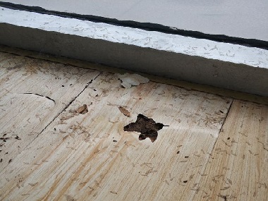 發(fā)現(xiàn)白蟻危害千萬(wàn)不能驚動(dòng)它！