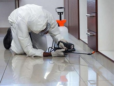 東莞白蟻防治公司哪家好？上門治白蟻多少錢