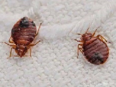 虎門滅臭蟲公司有臭蟲怎么辦，臭蟲怎么殺