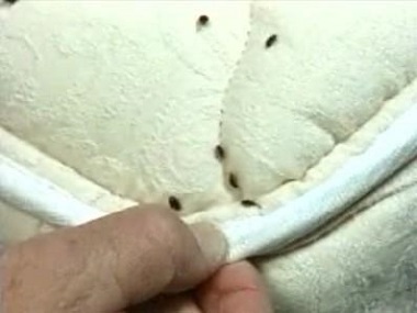 南城四害消殺中心發(fā)現(xiàn)家里有臭蟲要怎么辦