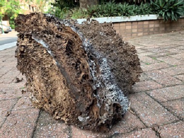 萬江白蟻預(yù)防中心白蟻巢滅治：徹底根除蟻患的關(guān)鍵步驟